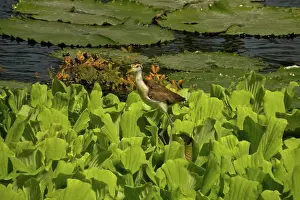Jacana: Northern Jacana