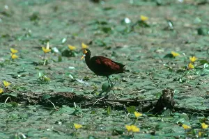 Jacana: Northern Jacana