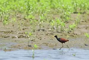 Jacana: Northern jacana