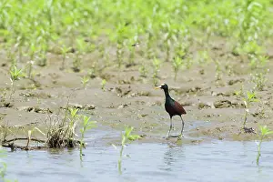 Jacana: Northern jacana