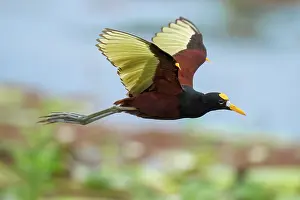 Jim Zipp: Northern Jacana, Jacana spinosa
