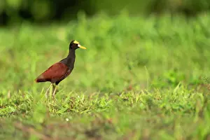 Jim Zipp: Northern Jacana, Jacana spinosa