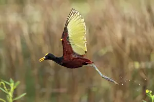 Jim Zipp: Northern Jacana, Jacana spinosa