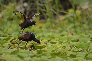 Jacana: Northern Jacana - Northern Jacana male and female