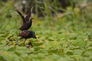 Jacana: Northern Jacana - Northern Jacana male and female