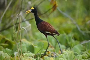 Jacana: Northern Jacana - Northern Jacana walking on a lily