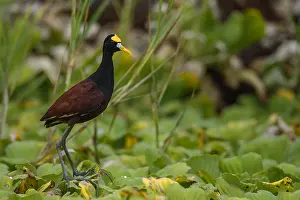 Jacana: Northern Jacana - Northern Jacana walking on a lily