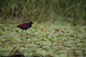 Jacana: Northern Jacana - Northern Jacana walking in a marsh