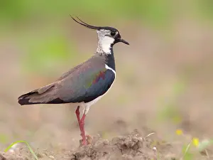 Northen: Northern Lapwing