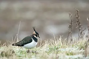 Overflakkee: Northern Lapwing