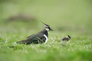 Ameland: Northern Lapwing