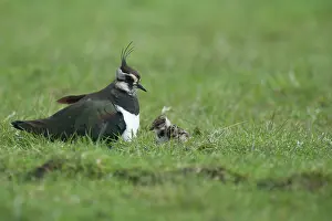Ameland: Northern Lapwing