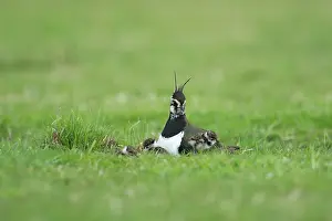 Ameland: Northern Lapwing