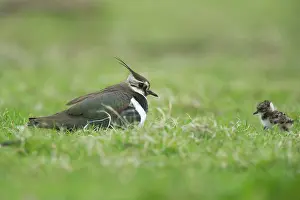 Ameland: Northern Lapwing