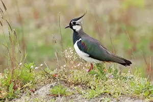Zoetermeer: Northern Lapwing