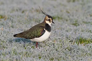Eemland: Northern Lapwing