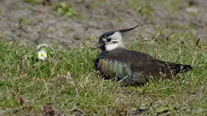 Zeevang: Northern Lapwing