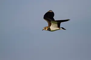 Eemland: Northern Lapwing