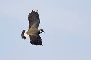 Eemland: Northern Lapwing