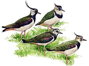 Plovers: Northern Lapwing