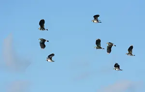 Charadriidae: Northern Lapwing