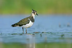 Vanellus: Northern Lapwing