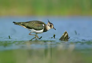 Vanellus: Northern Lapwing