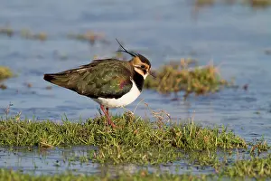 Vanellus: Northern Lapwing