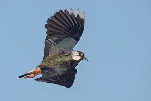 Vanellus: Northern Lapwing