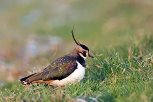Oostvaardersplassen: Northern Lapwing