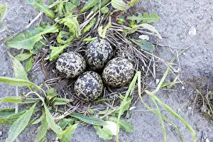Vanellus: Northern Lapwing