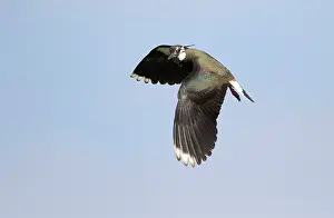 Vanellus: Northern Lapwing