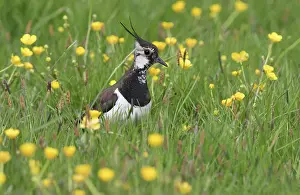 Vanellus: Northern Lapwing