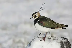 Vanellus: Northern Lapwing