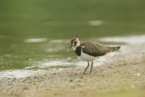 Zeeland: Northern Lapwing