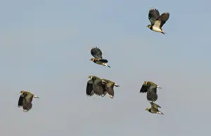 Vanellus: Northern Lapwing