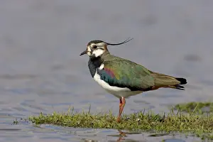Lapwing: Northern Lapwing