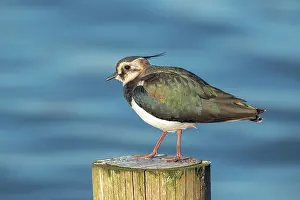 Lapwing: Northern Lapwing