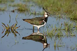 Polder: Northern Lapwing