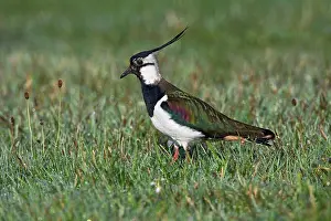 Lapwing: Northern Lapwing