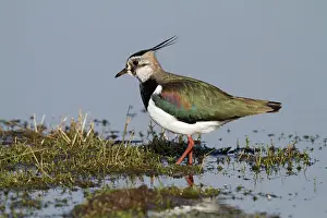 2000: Northern Lapwing