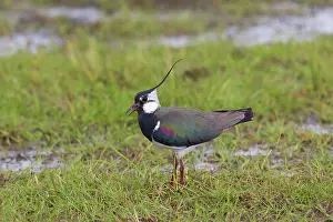 Lapwings: Northern Lapwing adult male