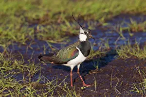 Lapwings: Northern Lapwing adult male