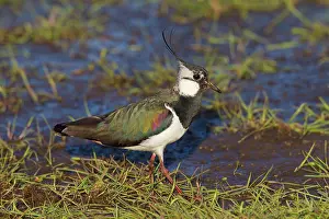 Lapwings: Northern Lapwing adult male