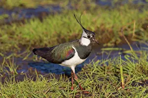 Lapwings: Northern Lapwing adult male