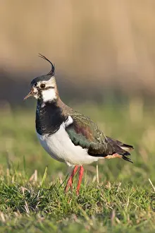 Lapwing: Northern Lapwing - female in spring - Germany