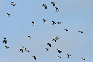 Lapwings: Northern Lapwing flock in flight