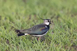 Shorebird: Northern Lapwing male