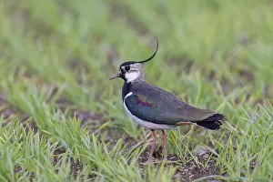 Shorebird: Northern Lapwing male