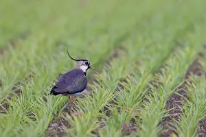 Shorebird: Northern Lapwing male
